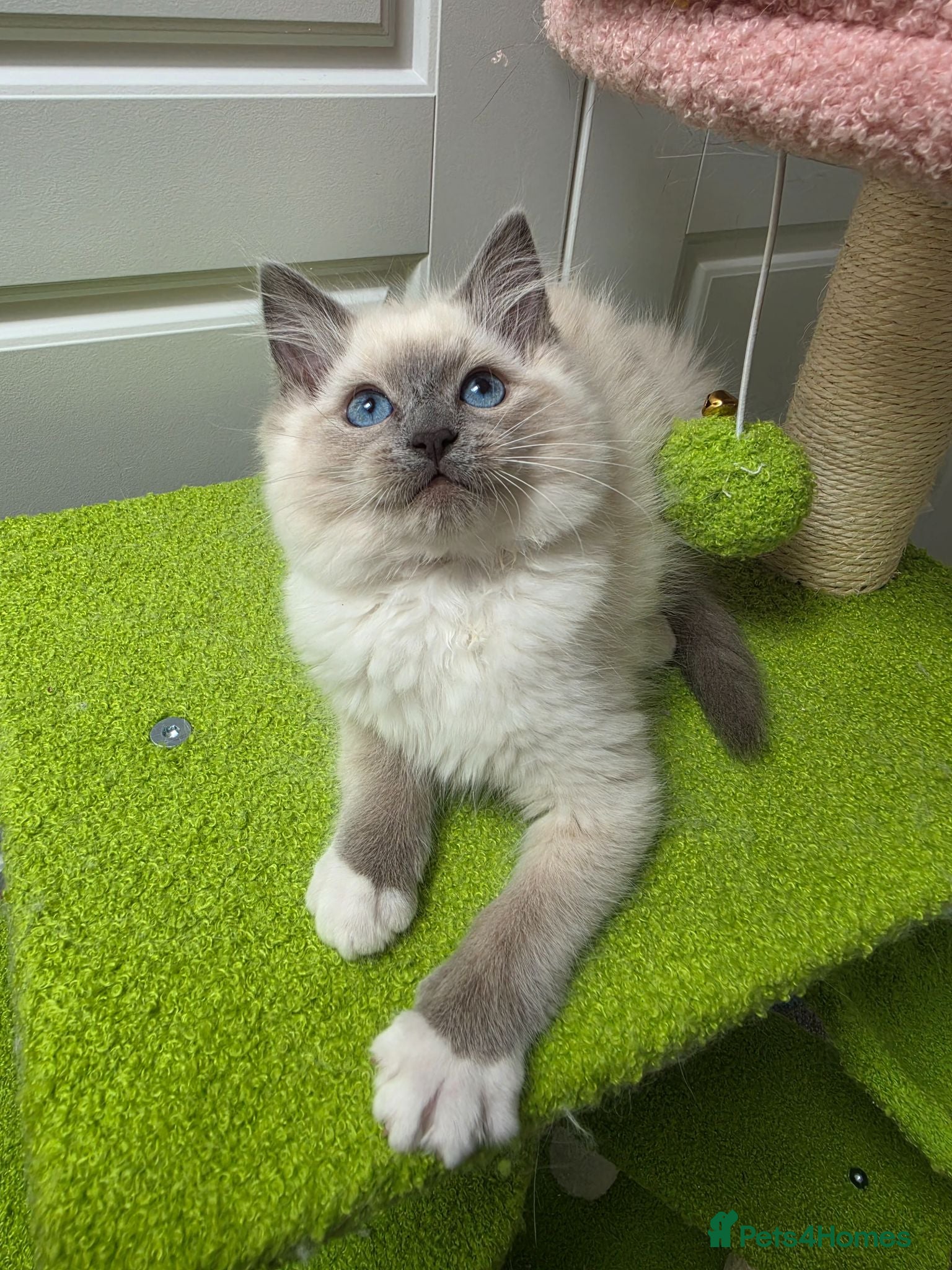 Ragdoll cats GCCF registered stunning girl available!  - Advert 16
