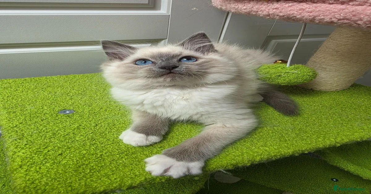 Ragdoll Kittens for sale | Pets4Homes
