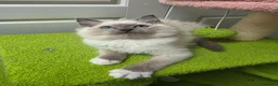 Ragdoll cats for sale: GCCF registered stunning girls available!  - Advert 14