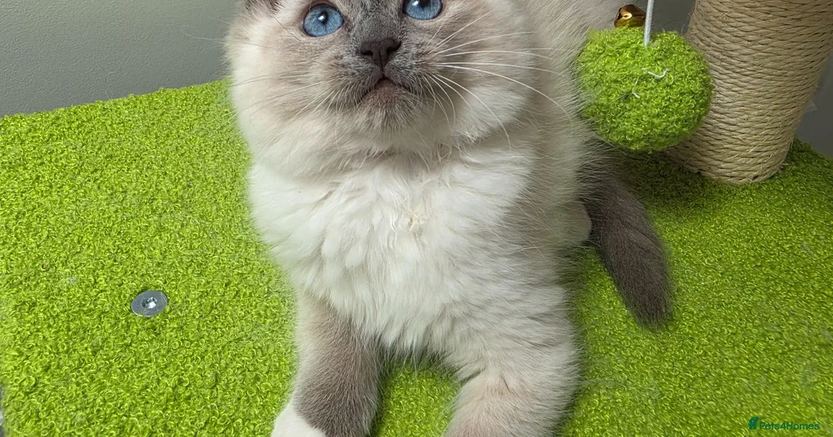 Ragdoll Kittens for sale | Pets4Homes