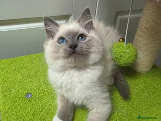 Ragdoll cats GCCF registered stunning girl available! - Advert 16