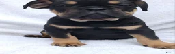 English Bulldog dogs for sale: Litter of Exotic English Bulldogs - Advert 14