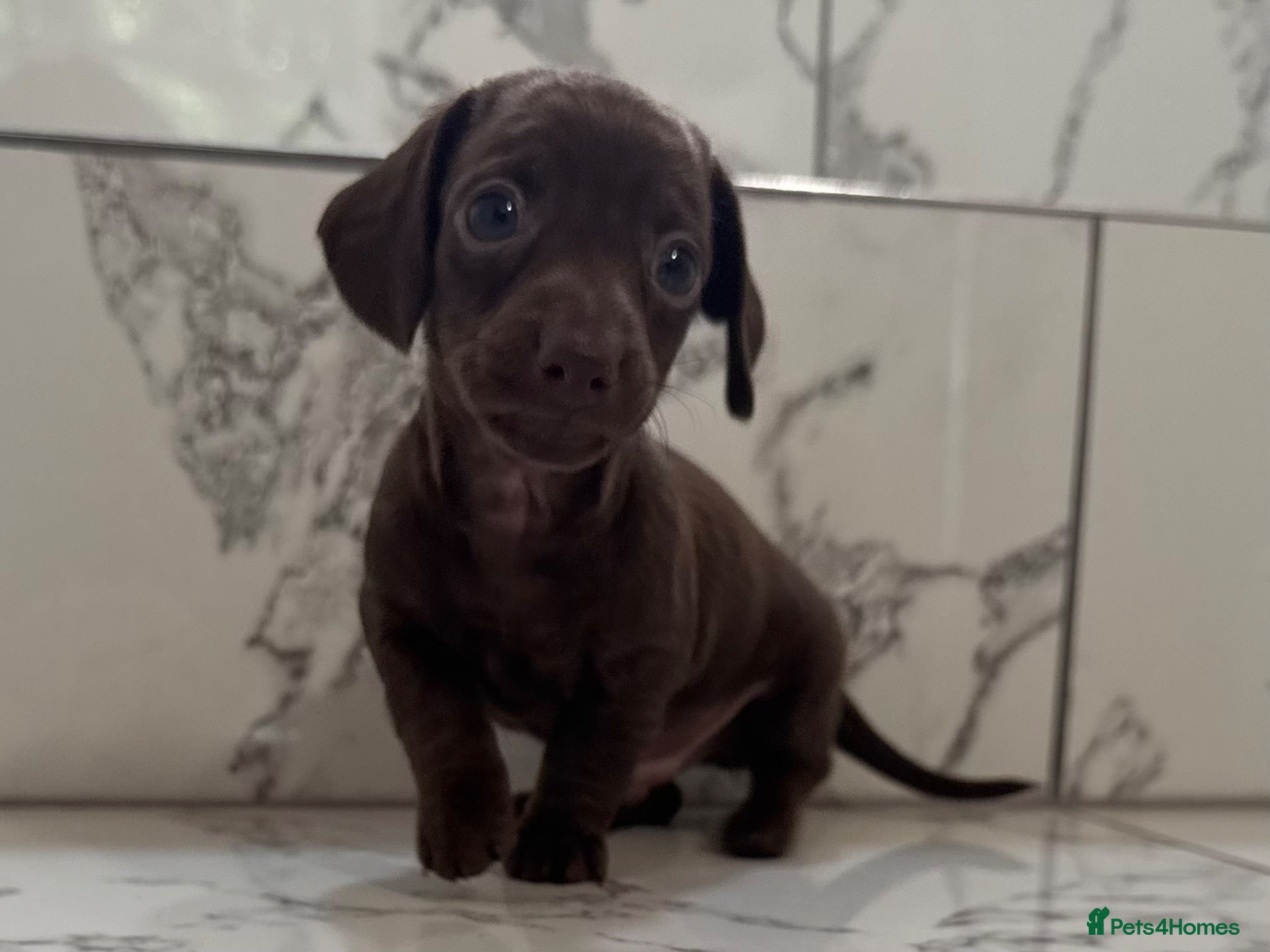 Miniature Dachshund dogs KC miniature dachshunds - Tiny. Stunning! - Advert 2