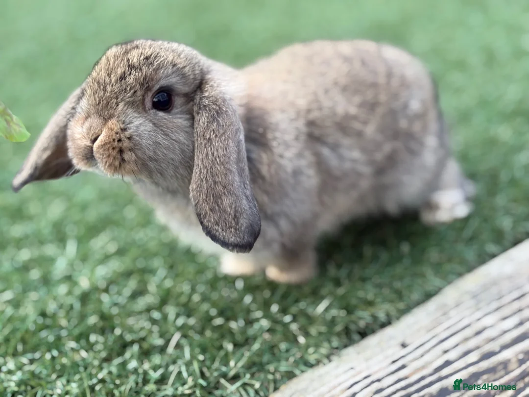Mini Lop rabbits for sale: Gorgeous baby mini lops  - Advert 2