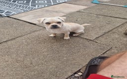 Mixed Breed dogs for sale: Little Bella - Image 6