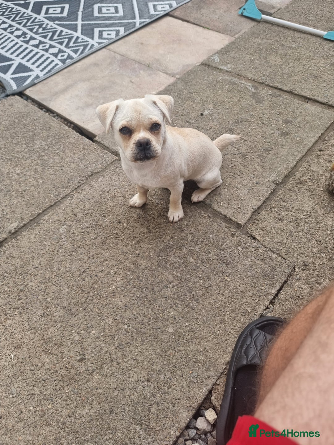 Mixed Breed dogs for sale: Little Bella - Image 6