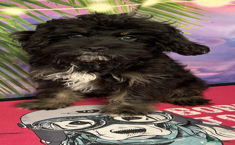 Cavapoo dogs - Advert 13