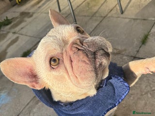 French Bulldog dogs Albie for adoption 5 years old - Advert 11