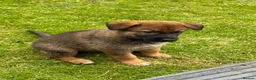 Mixed Breed dogs for sale: Belgium shepherd x German Shpherd - Advert 6