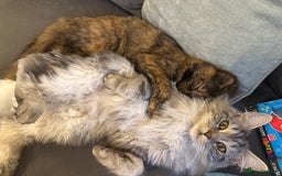 Mixed Breed cats for sale: Rehoming 2 beautiful cats  - Image 4