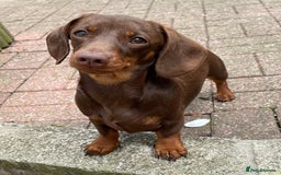 Miniature Dachshund dogs for stud: Mini Smooth Chocolate/Tan Dachshund (Stud Only) - Image 4