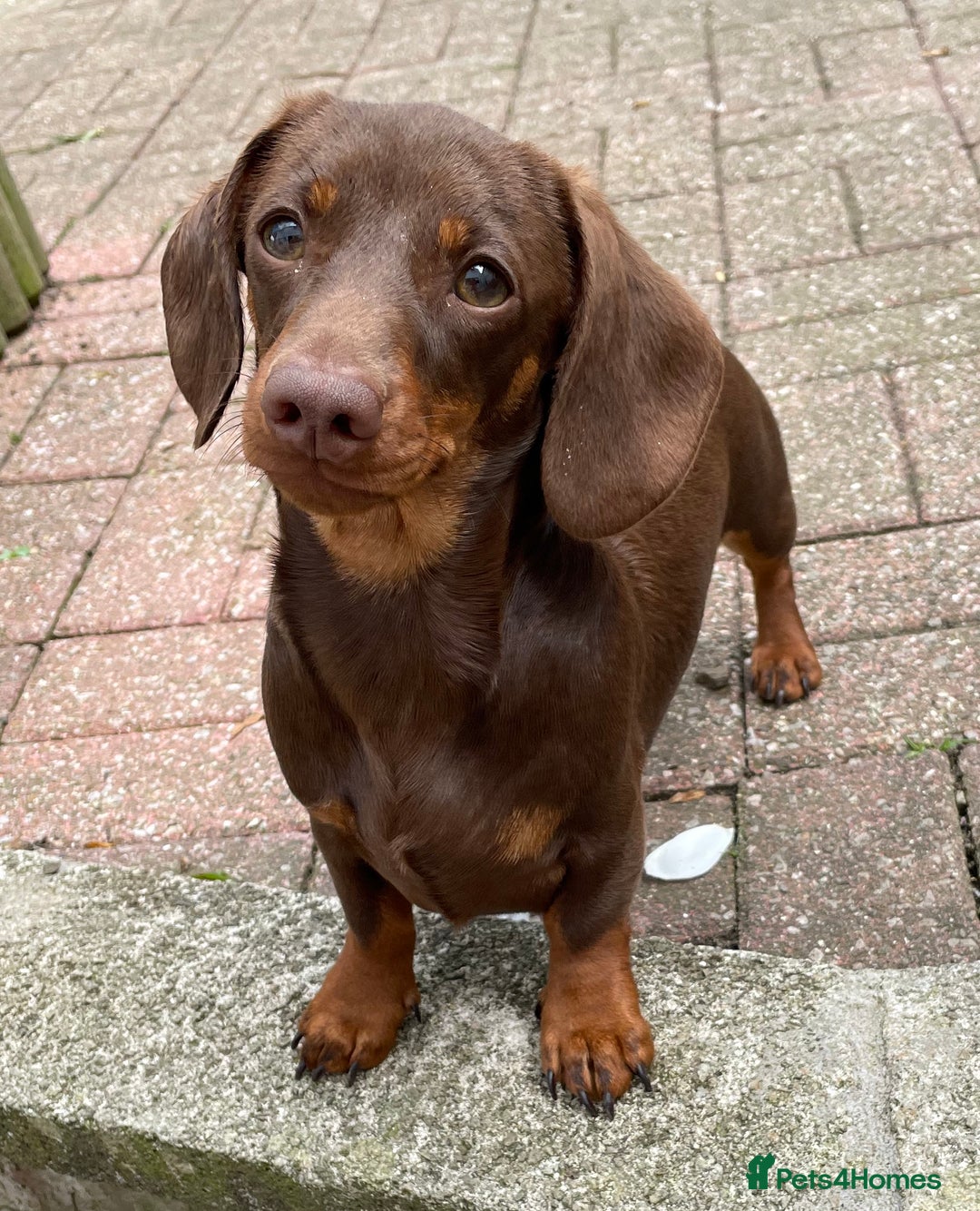 Miniature Dachshund dogs for stud: Mini Smooth Chocolate/Tan Dachshund (Stud Only) - Image 4