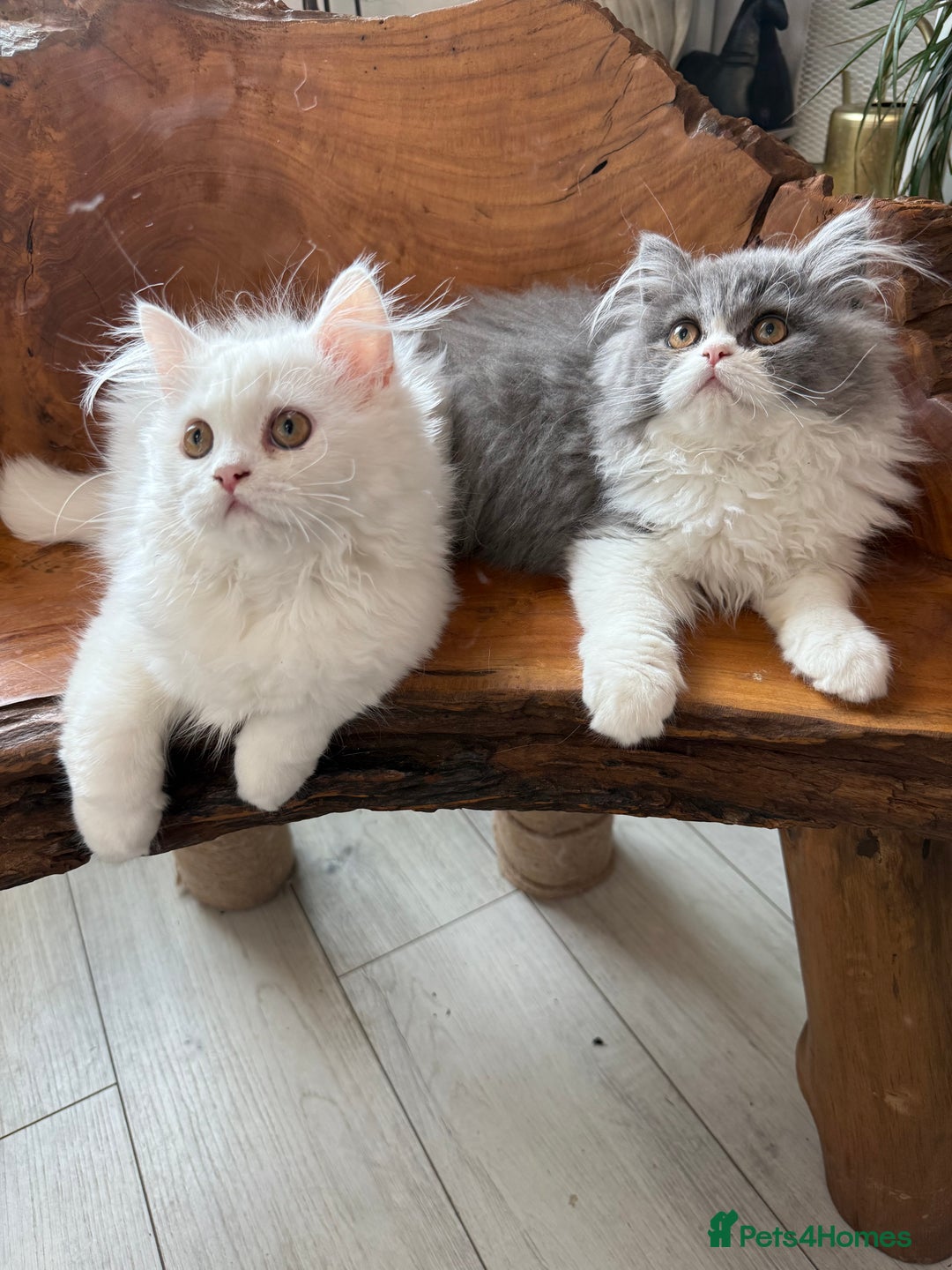 Persian cats for sale: Pure pedigree Persian kittens in London Chelsea  in London - Image 4
