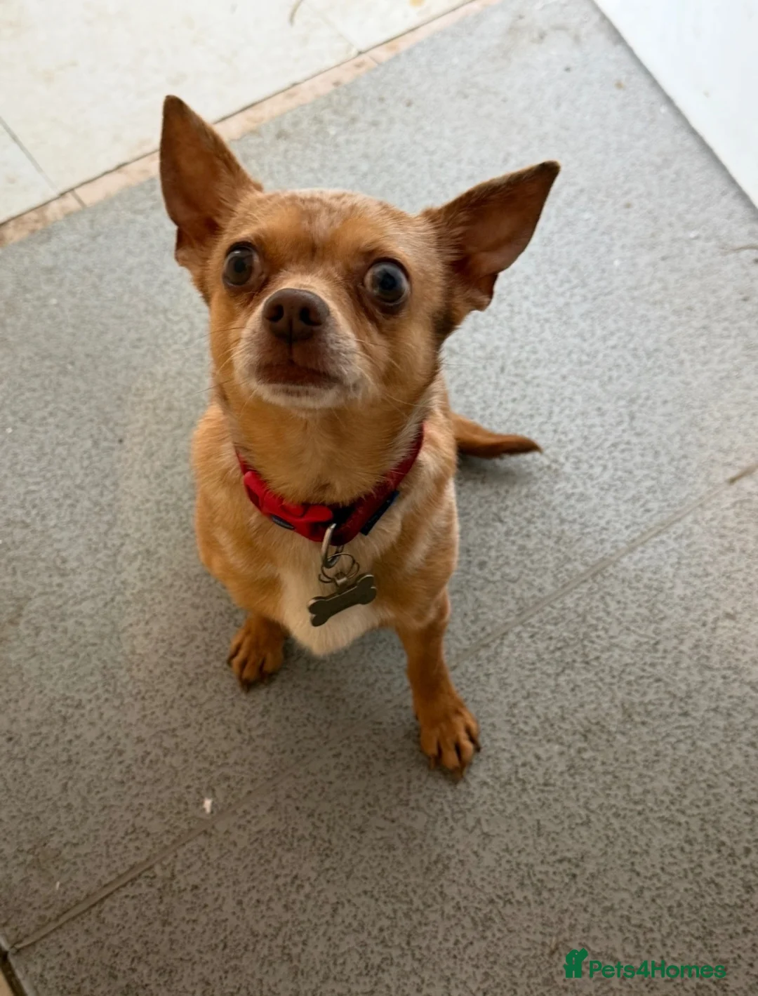 Mixed Breed dogs for sale: Buddy – Loving Chihuahua × Jack Russell - Advert 2