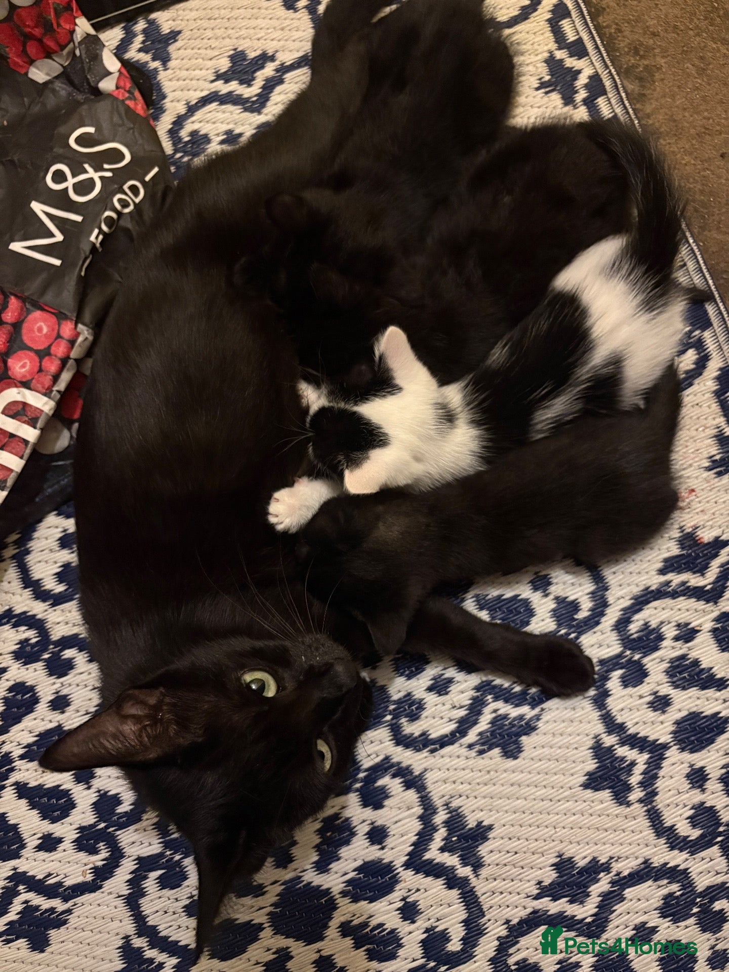 Mixed Breed cats Kittens  - Advert 3