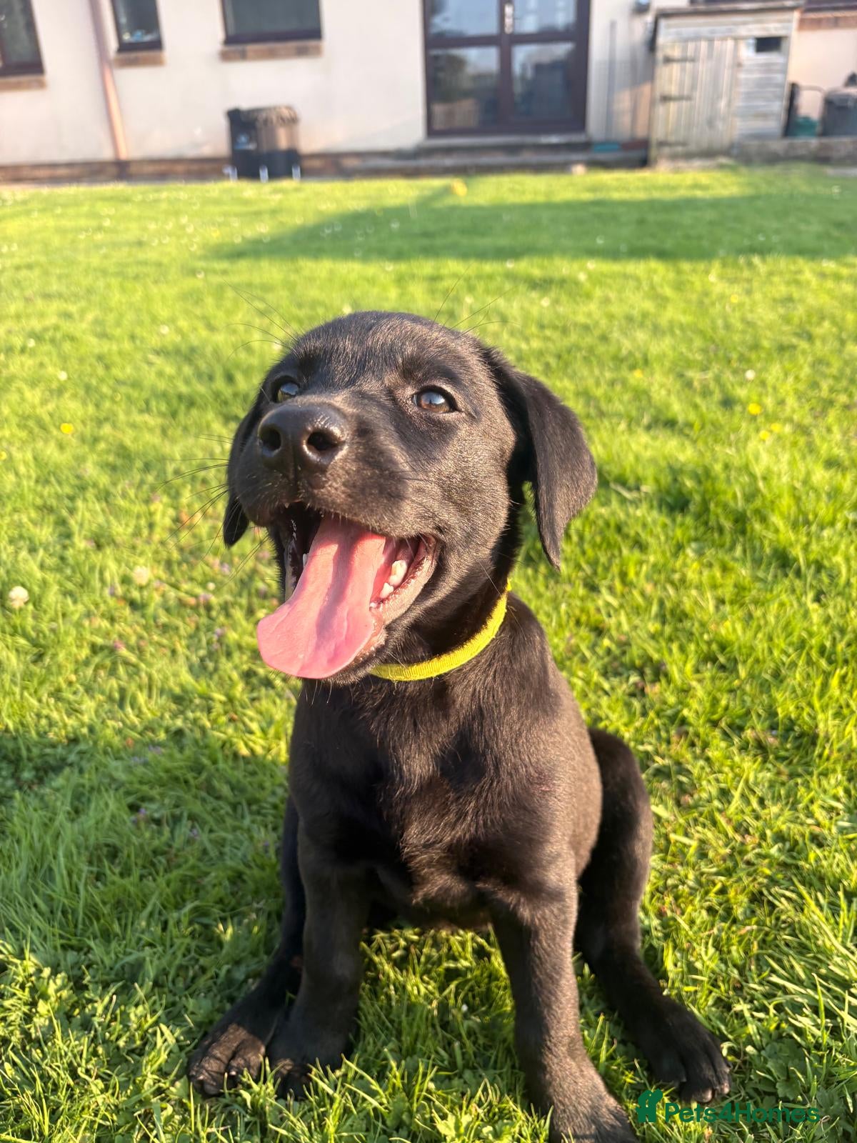 Labrador Retriever dogs 9 Black Labrador Retrievers   - Advert 1