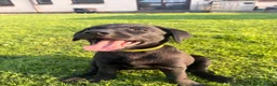 Labrador Retriever dogs for sale: 9 Black Labrador Retrievers   - Advert 1
