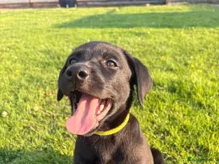 Labrador Retriever dogs 9 Black Labrador Retrievers - Advert 1