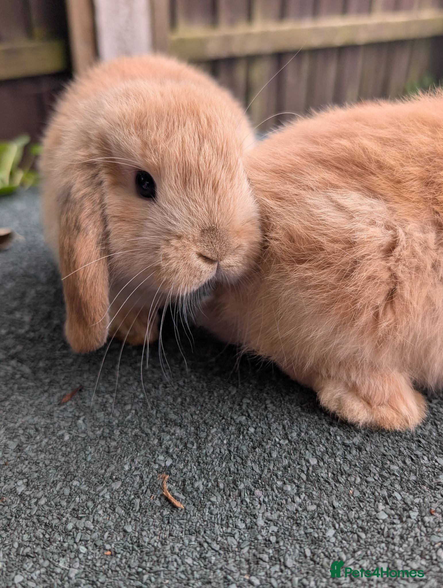 Mini Lop rabbits Mini lops - lionheads - re **   - Advert 18