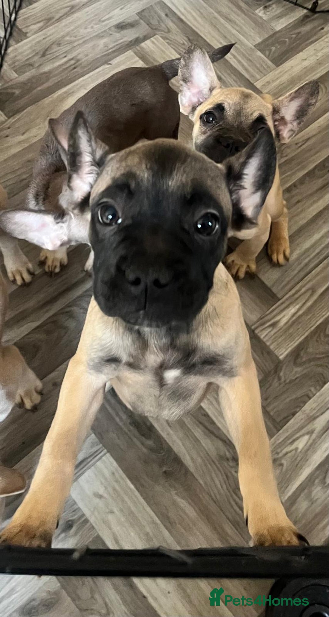 French Bulldog dogs for sale: 4 Gorgeous Frenchbulldogs ready now!  - Image 7