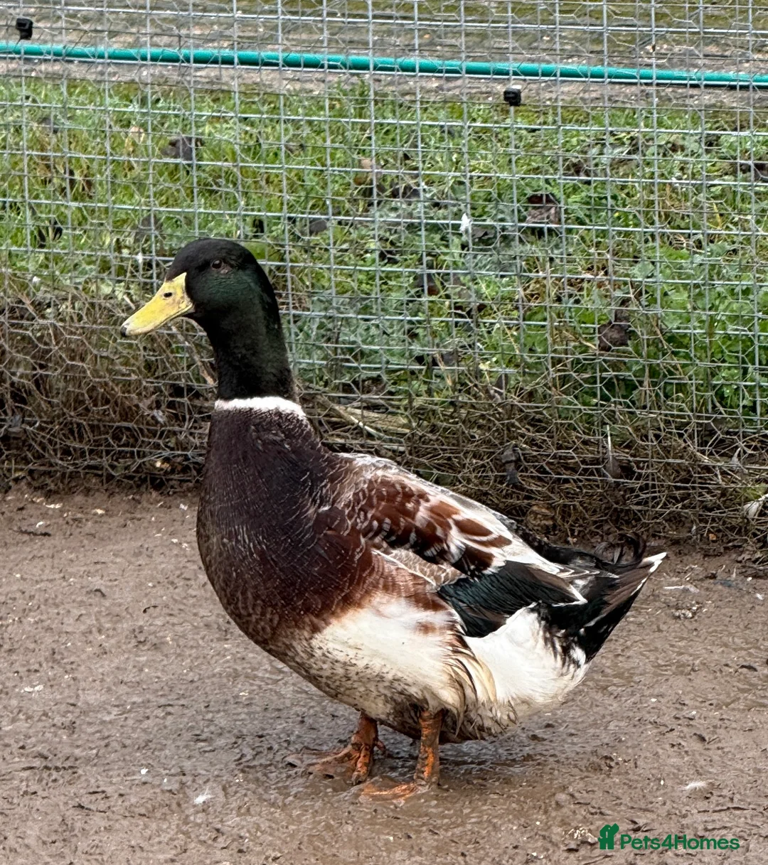 Ducks poultry for sale: Trip of Large Silver Appleyard Ducks - Advert 1