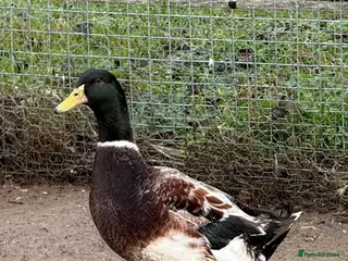Ducks poultry Trip of Large Silver Appleyard Ducks - Advert 1
