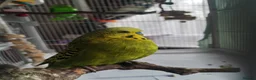 Budgerigars birds for sale: Budgie looking for a home with a friend  in Thornton-Cleveleys - Advert 1