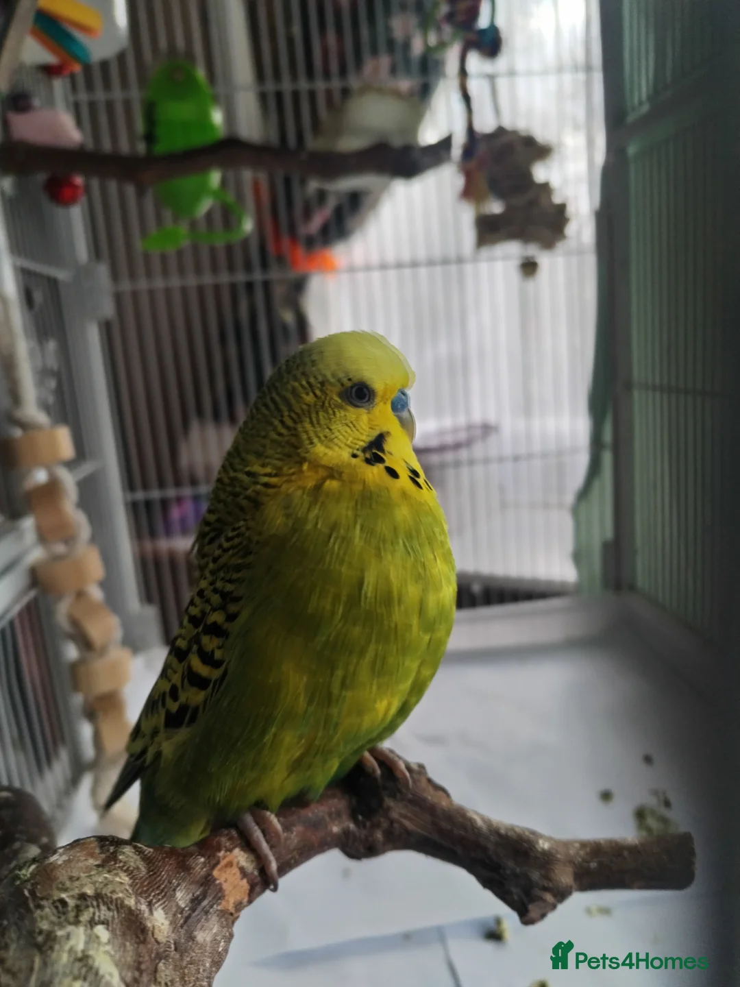 Budgerigars birds for sale: Budgie looking for a home with a friend  in Thornton-Cleveleys - Advert 1