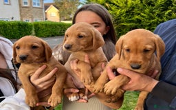 Labrador Retriever dogs for sale: Fox Red Labrador Puppies  - Image 2