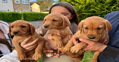 Labrador Retriever dogs - Advert 8