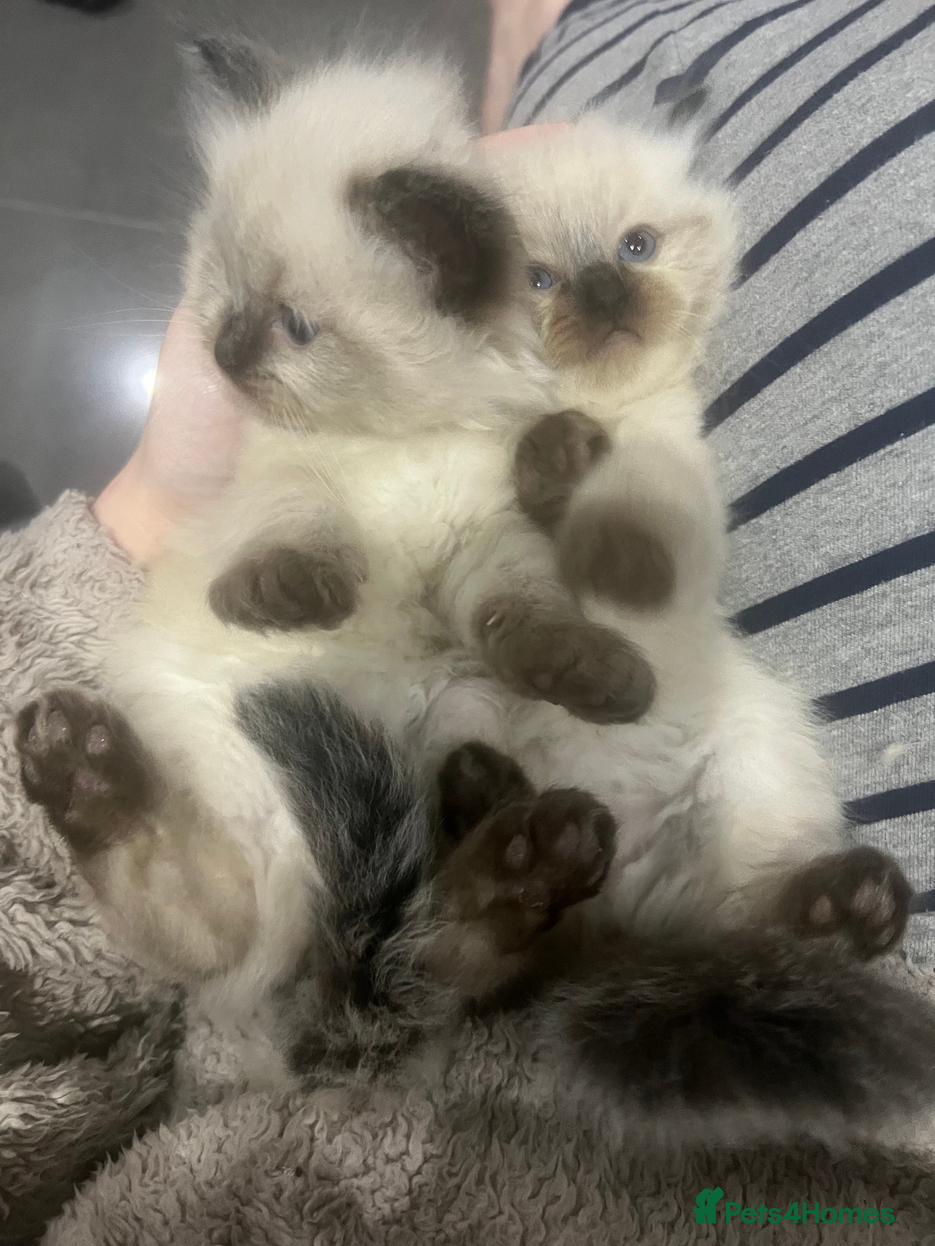 Ragdoll cats Stunning ragdoll kittens  - Advert 14