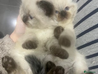 Ragdoll cats Stunning ragdoll kittens - Advert 16