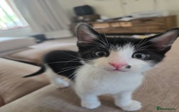 Mixed Breed cats for sale: Short haired kittens  - Image 2