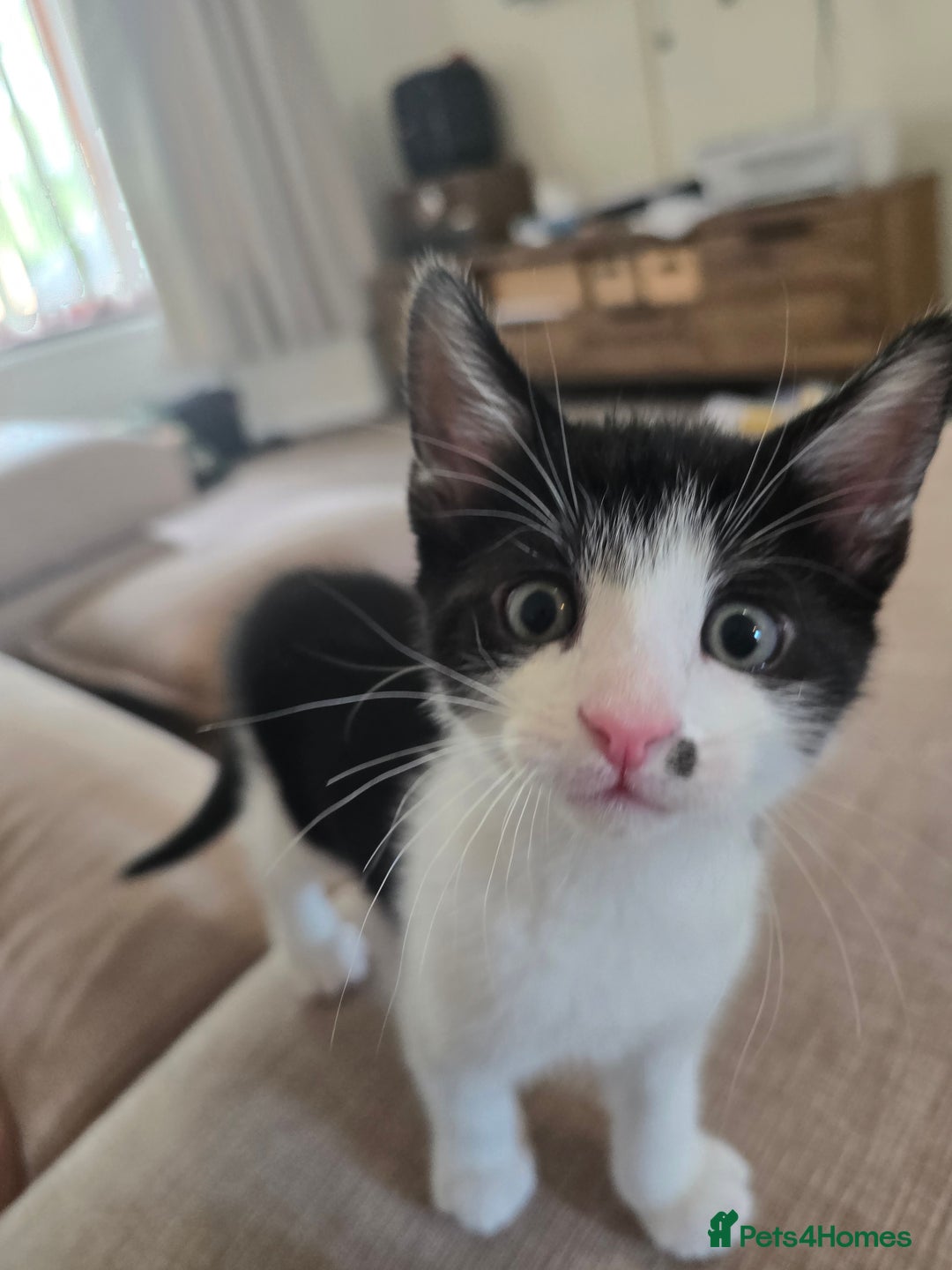 Mixed Breed cats for sale: Short haired kittens  - Image 2