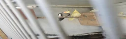 Mixed Breed birds for sale: Hand reard baby's  in Darlington - Advert 14