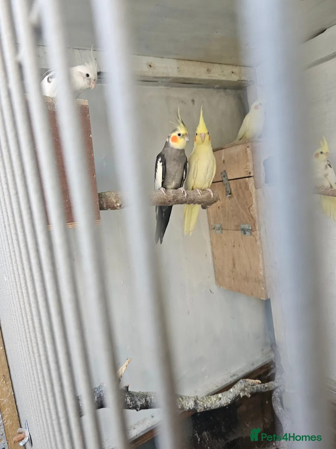 Mixed Breed birds for sale: Hand reard baby's  in Darlington - Advert 14