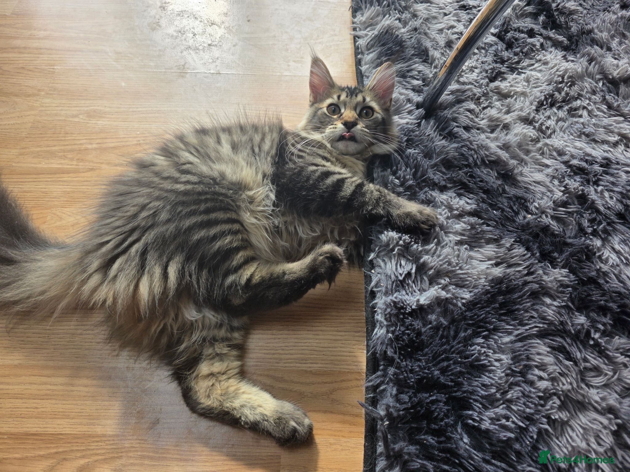 Maine Coon cats Ready now adorable maine coon Kittens 4bs & 1g - Advert 1