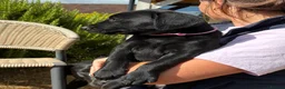Labrador Retriever dogs for sale: 🐾 READY NOW🐾 FTCH Labrador Puppies - Advert 15