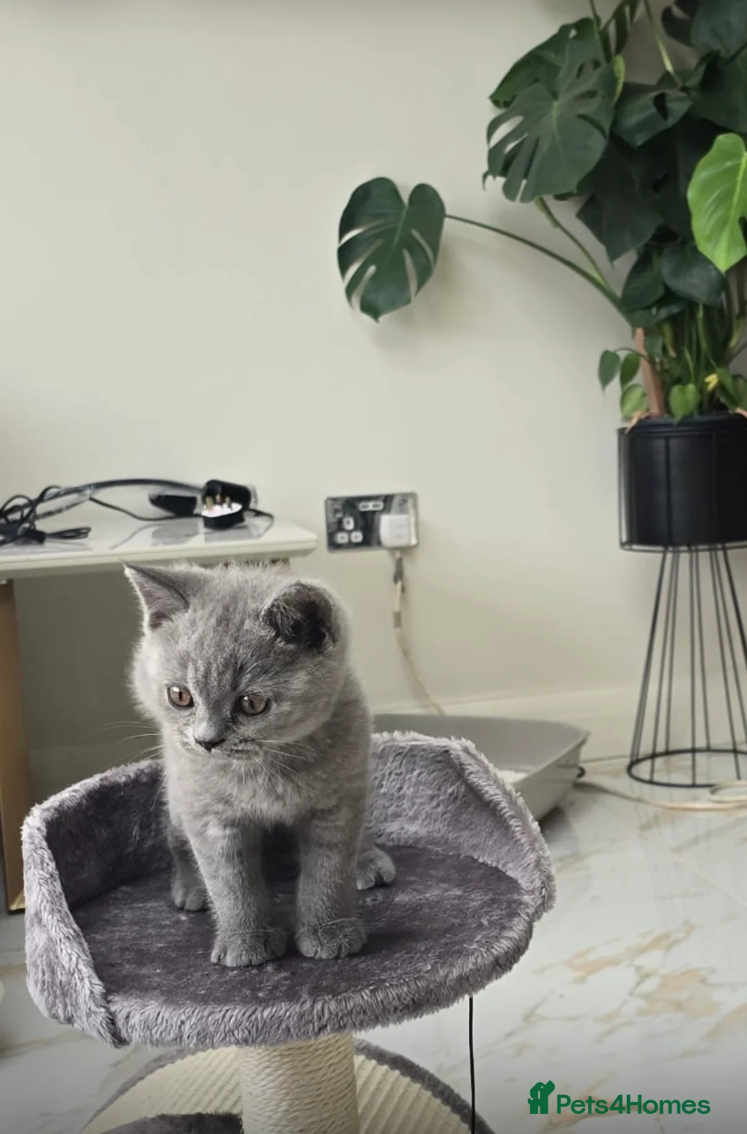 British Shorthair cats for sale: British Shorthair kitten for rehoming 💙 in Edgware - Advert 3