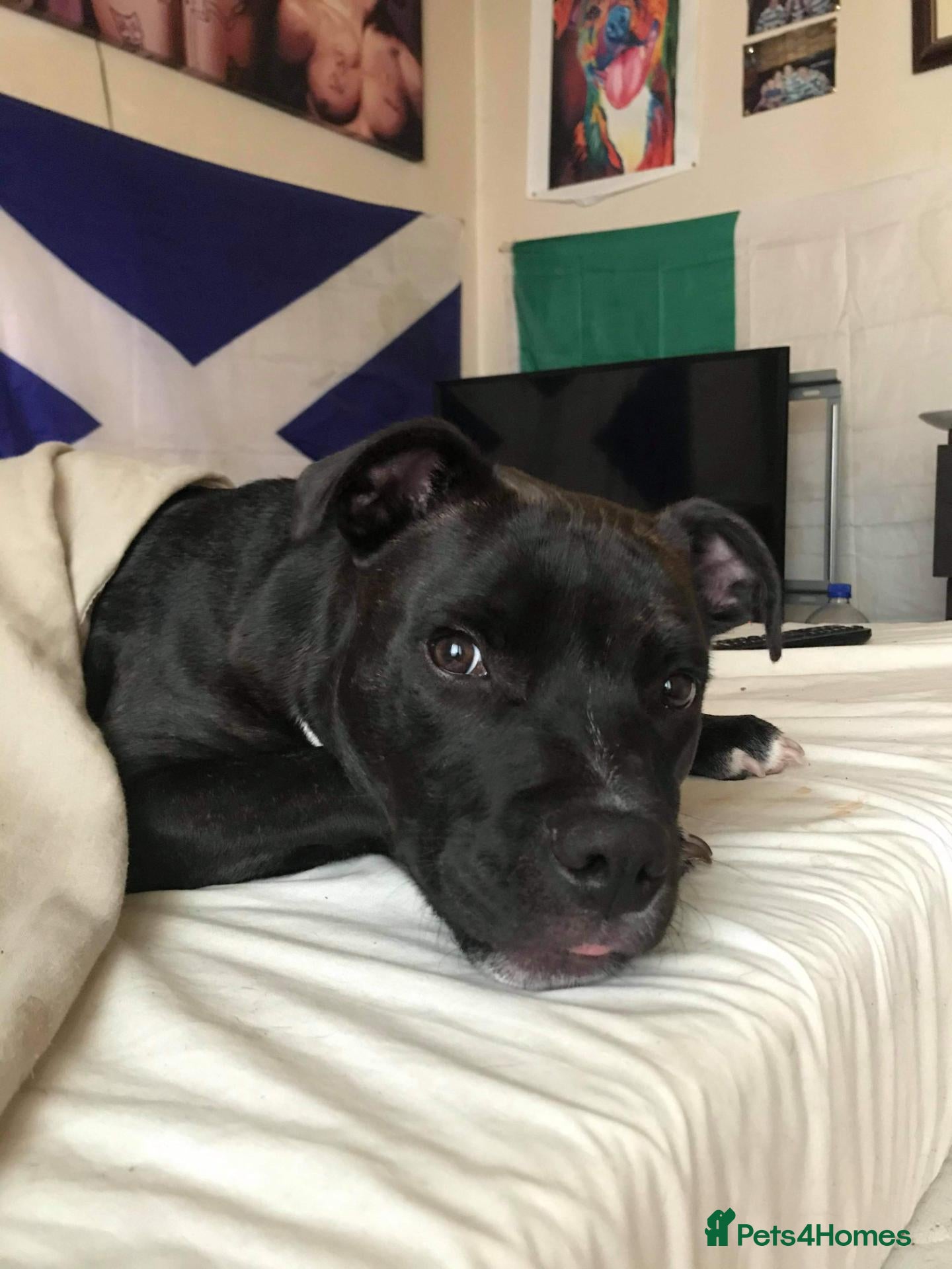 Staffordshire Bull Terrier dogs Loki – The sweetest boy with a BIG HEART - Advert 3
