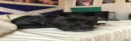 Staffordshire Bull Terrier dogs for adoption: Loki – The sweetest boy with a BIG HEART - Advert 1
