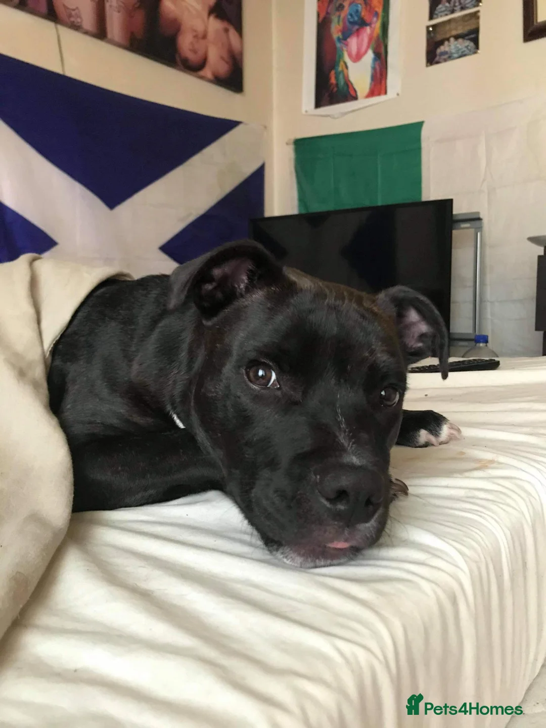 Staffordshire Bull Terrier dogs for adoption: Loki – The sweetest boy with a BIG HEART - Advert 1