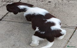 English Springer Spaniel dogs for sale: 🐾Beautiful KC Registered ES Spaniel Puppies🐾 - Image 36