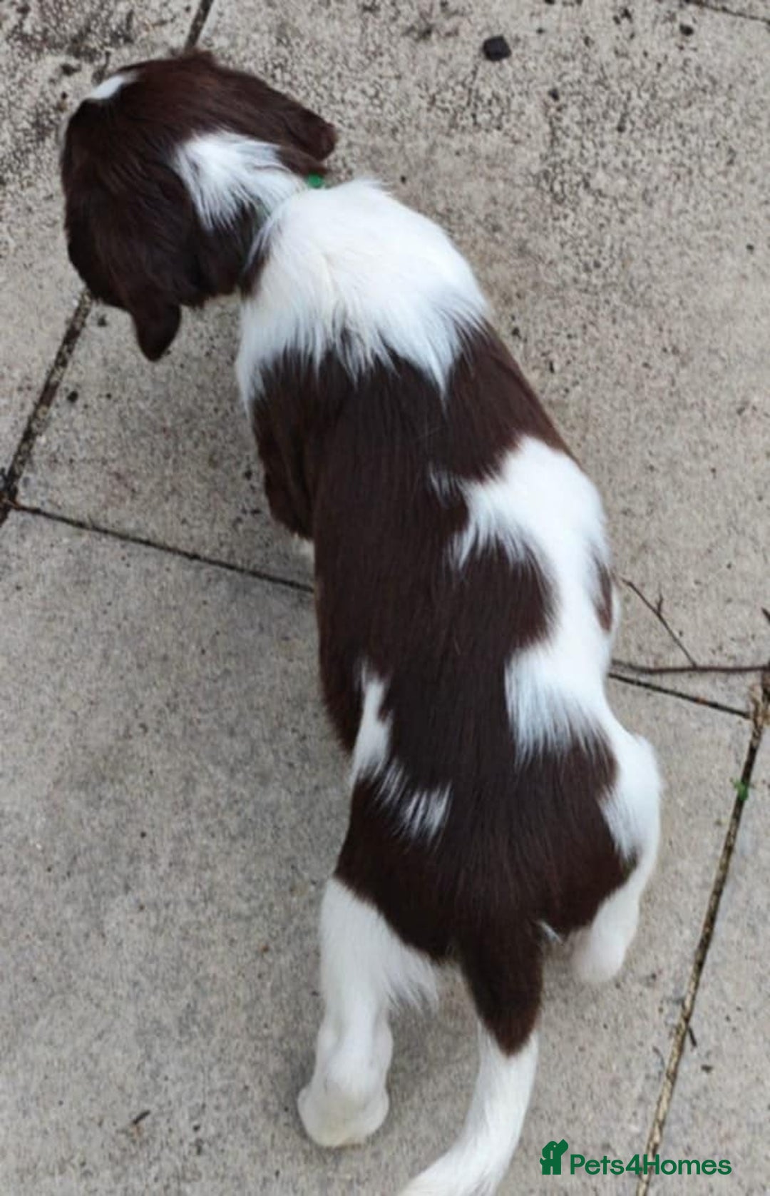 English Springer Spaniel dogs for sale: 🐾Beautiful KC Registered ES Spaniel Puppies🐾 - Image 36