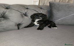 Cockapoo dogs for sale: Cockapoo puppy Girl - Image 4