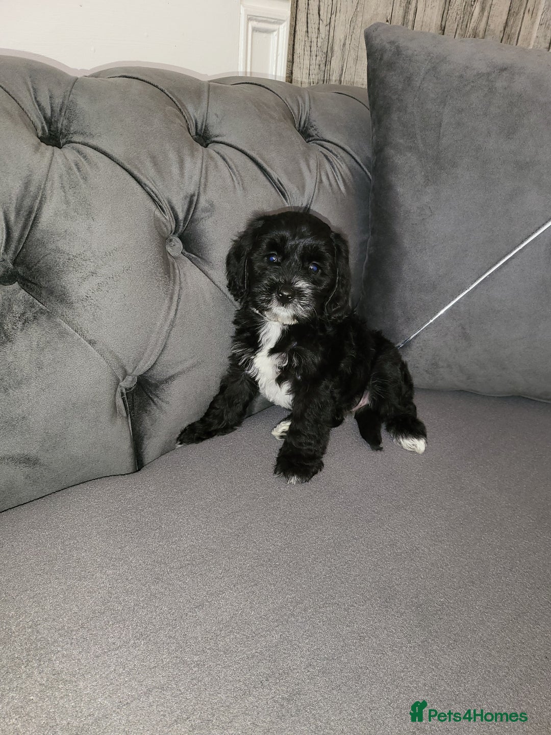Cockapoo dogs for sale: Cockapoo puppy Girl - Image 4