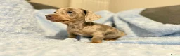 Miniature Dachshund dogs for sale: 7 beautiful puppies available  in Bradford - Advert 11