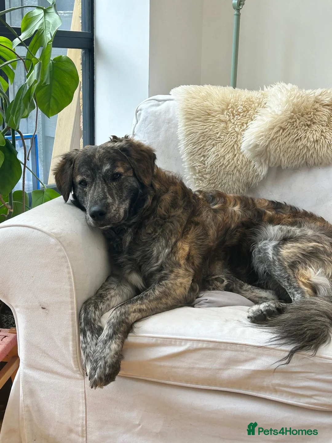 Mixed Breed dogs for adoption: Albie - Advert 10