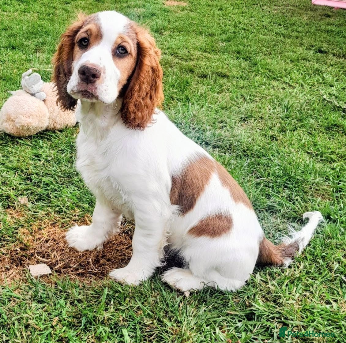 Cocker Spaniel dogs Beautiful KC Reg. Cocker Spaniels price reduced..  - Advert 1