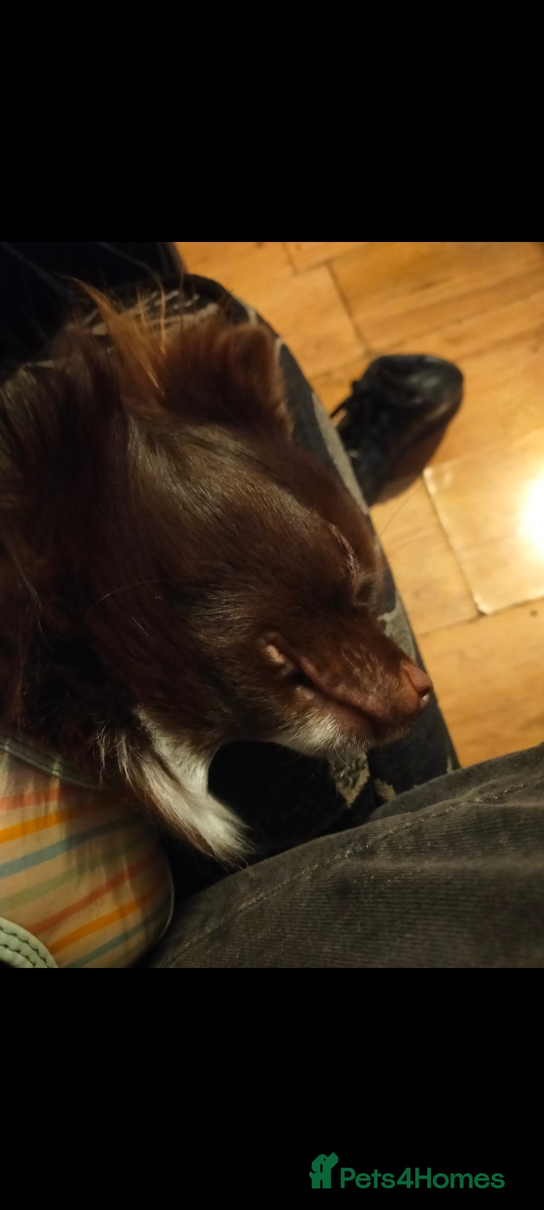 Pomchi dogs for stud: Stud boy  - Advert 3